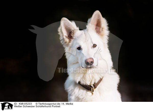 Weier Schweizer Schferhund Portrait / Berger Blanc Suisse Portrait / KMI-05233