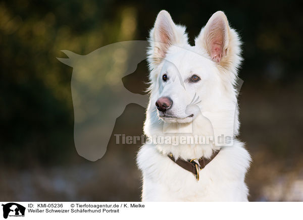 Weier Schweizer Schferhund Portrait / Berger Blanc Suisse Portrait / KMI-05236