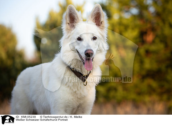 Weier Schweizer Schferhund Portrait / Berger Blanc Suisse Portrait / KMI-05239