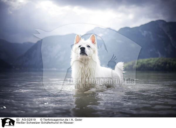 Weier Schweizer Schferhund im Wasser / Berger Blanc Suisse in the water / AG-02819