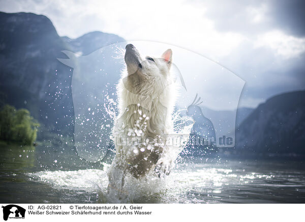 Weier Schweizer Schferhund rennt durchs Wasser / Berger Blanc Suisse runs through the water / AG-02821