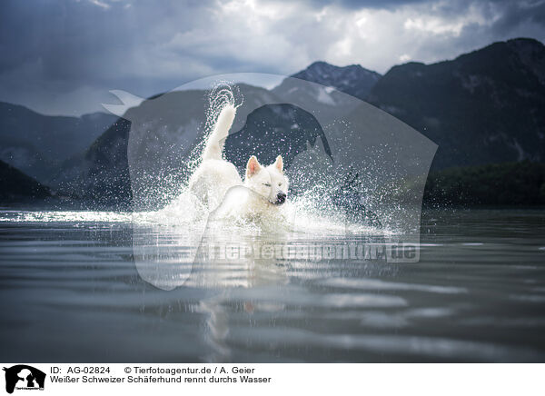 Weier Schweizer Schferhund rennt durchs Wasser / Berger Blanc Suisse runs through the water / AG-02824