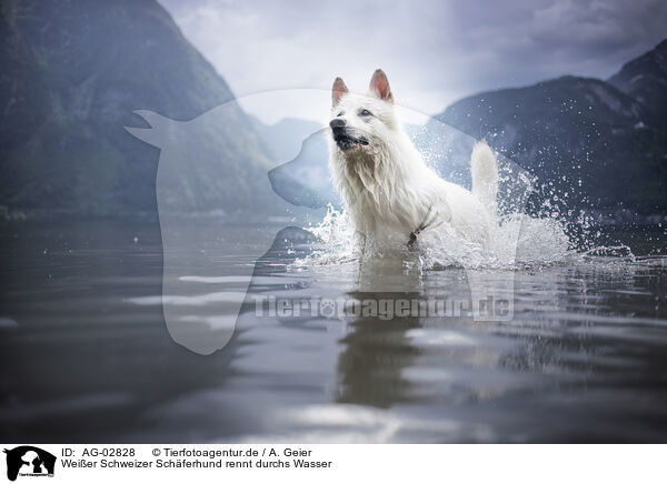 Weier Schweizer Schferhund rennt durchs Wasser / Berger Blanc Suisse runs through the water / AG-02828