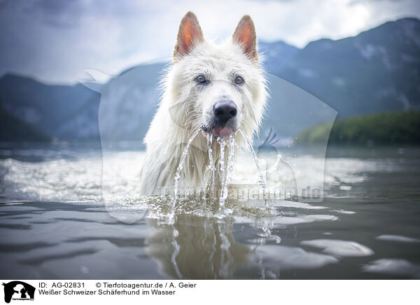 Weier Schweizer Schferhund im Wasser / Berger Blanc Suisse in the water / AG-02831
