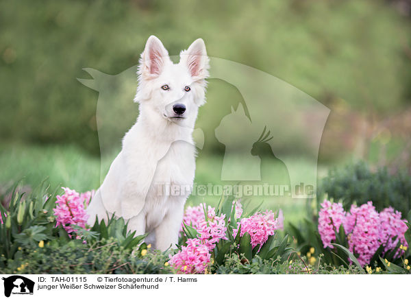 junger Weier Schweizer Schferhund / young Berger Blanc Suisse / TAH-01115