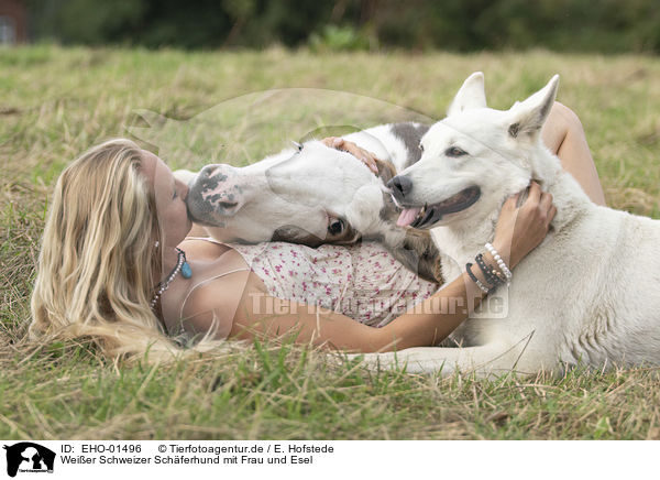 Weier Schweizer Schferhund mit Frau und Esel / Berger Blanc Suisse with woman and donkey / EHO-01496