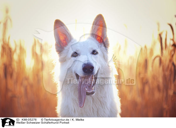 Weier Schweizer Schferhund Portrait / Berger Blanc Suisse portrait / KMI-05276