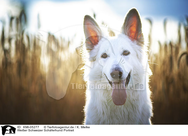 Weier Schweizer Schferhund Portrait / Berger Blanc Suisse portrait / KMI-05277
