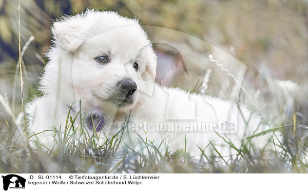 liegender Weier Schweizer Schferhund Welpe / lying White Swiss Shepherd puppy / SL-01114