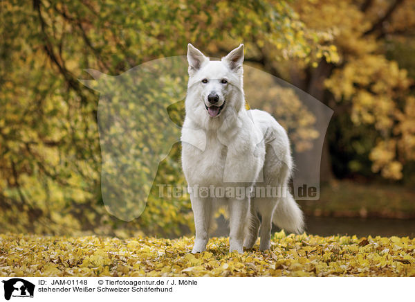 stehender Weier Schweizer Schferhund / standing Berger Blanc Suisse / JAM-01148