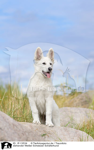 stehender Weier Schweizer Schferhund / standing White Swiss Shepherd / IF-13534