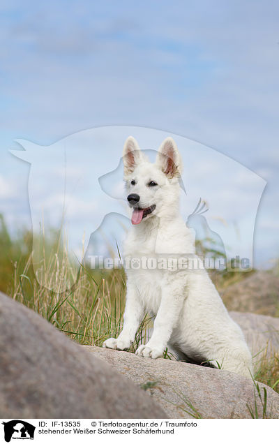 stehender Weier Schweizer Schferhund / standing White Swiss Shepherd / IF-13535