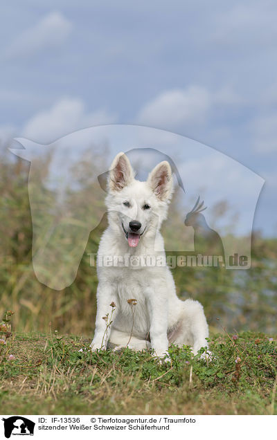 sitzender Weier Schweizer Schferhund / sitting White Swiss Shepherd / IF-13536