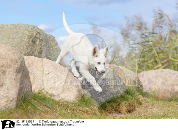 rennender Weier Schweizer Schferhund / running White Swiss Shepherd / IF-13537