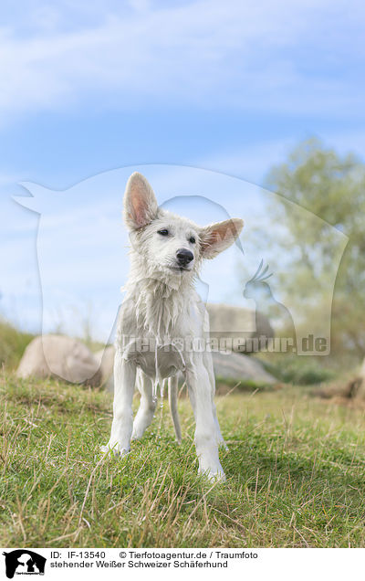 stehender Weier Schweizer Schferhund / standing White Swiss Shepherd / IF-13540