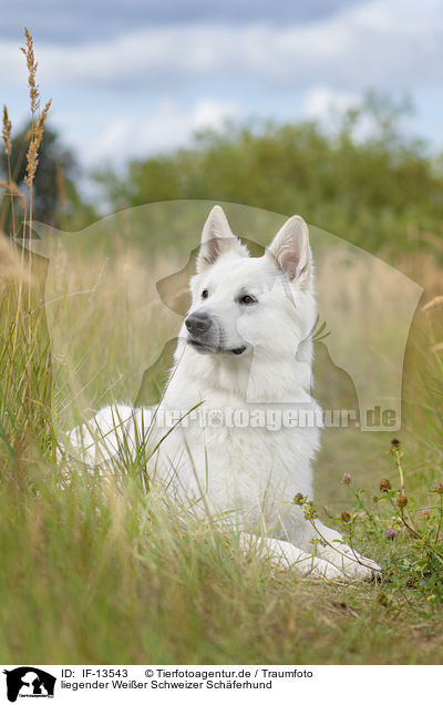 liegender Weier Schweizer Schferhund / lying White Swiss Shepherd / IF-13543