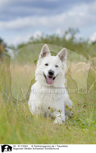 liegender Weier Schweizer Schferhund / lying White Swiss Shepherd / IF-13544
