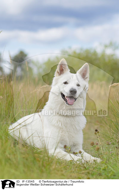 liegender Weier Schweizer Schferhund / lying White Swiss Shepherd / IF-13545