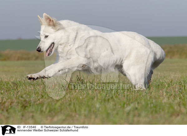 rennender Weier Schweizer Schferhund / running White Swiss Shepherd / IF-13546