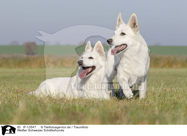 Weier Schweizer Schferhunde / White Swiss Shepherds / IF-13547