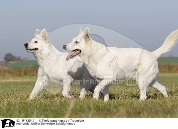 rennende Weier Schweizer Schferhunde / running White Swiss Shepherds / IF-13549
