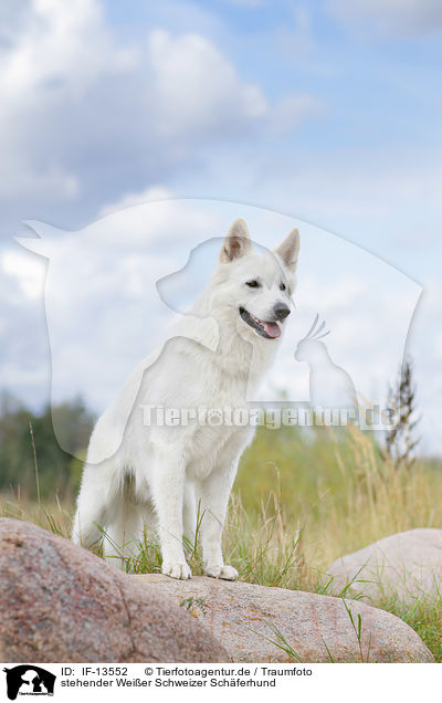 stehender Weier Schweizer Schferhund / standing White Swiss Shepherd / IF-13552