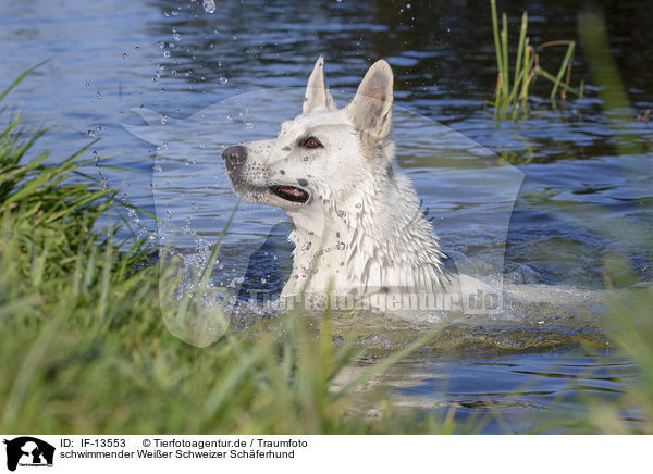 schwimmender Weier Schweizer Schferhund / swimming White Swiss Shepherd / IF-13553