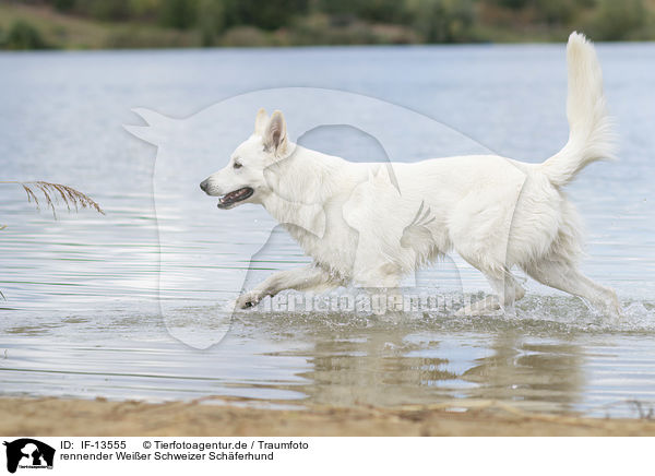 rennender Weier Schweizer Schferhund / running White Swiss Shepherd / IF-13555