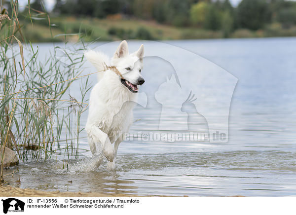 rennender Weier Schweizer Schferhund / running White Swiss Shepherd / IF-13556