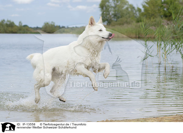 rennender Weier Schweizer Schferhund / running White Swiss Shepherd / IF-13558