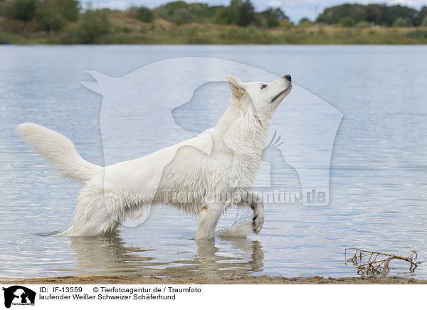 laufender Weier Schweizer Schferhund / walking White Swiss Shepherd / IF-13559