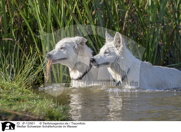 Weier Schweizer Schferhunde im Wasser / White Swiss Shepherd in the water / IF-13561