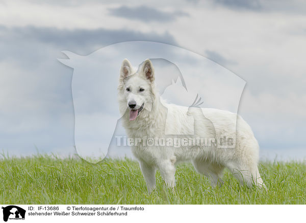 stehender Weier Schweizer Schferhund / standing Berger Blanc Suisse / IF-13686