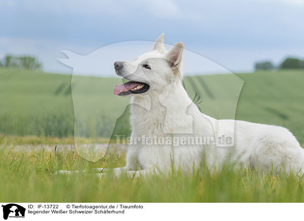 liegender Weier Schweizer Schferhund / lying Berger Blanc Suisse / IF-13722