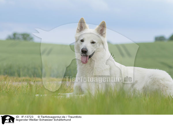 liegender Weier Schweizer Schferhund / lying Berger Blanc Suisse / IF-13723