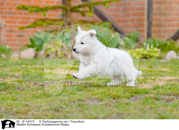 Weier Schweizer Schferhund Welpe / Berger Blanc Suisse Puppy / IF-14072