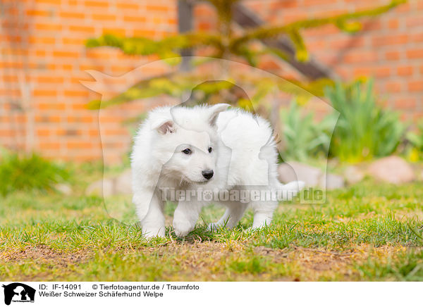 Weier Schweizer Schferhund Welpe / Berger Blanc Suisse Puppy / IF-14091