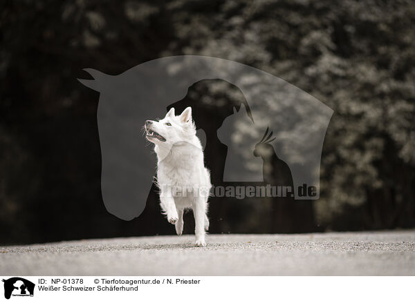 Weier Schweizer Schferhund / Berger Blanc Suisse / NP-01378