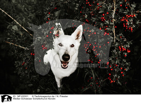 Weier Schweizer Schferhund Hndin / female Berger Blanc Suisse / NP-02001