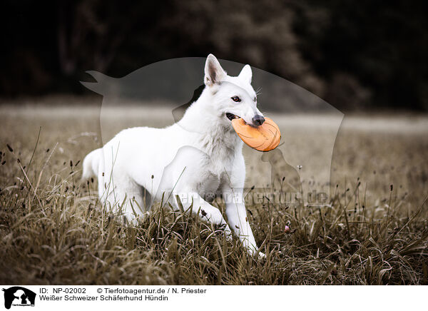 Weier Schweizer Schferhund Hndin / female Berger Blanc Suisse / NP-02002