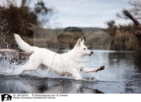 Weier Schweizer Schferhund Hndin / female Berger Blanc Suisse / NP-02010