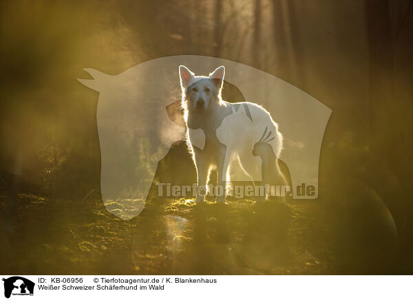 Weier Schweizer Schferhund im Wald / Berger Blanc Suisse in the forest / KB-06956