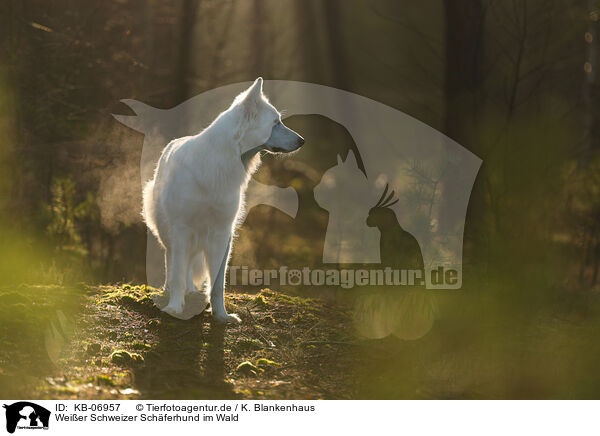 Weier Schweizer Schferhund im Wald / Berger Blanc Suisse in the forest / KB-06957