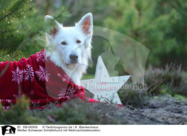 Weier Schweizer Schferhund mit Weihnachtsdekoration / Berger Blanc Suisse with christmas decoration / KB-06958