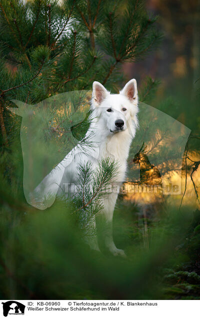 Weier Schweizer Schferhund im Wald / Berger Blanc Suisse in the forest / KB-06960