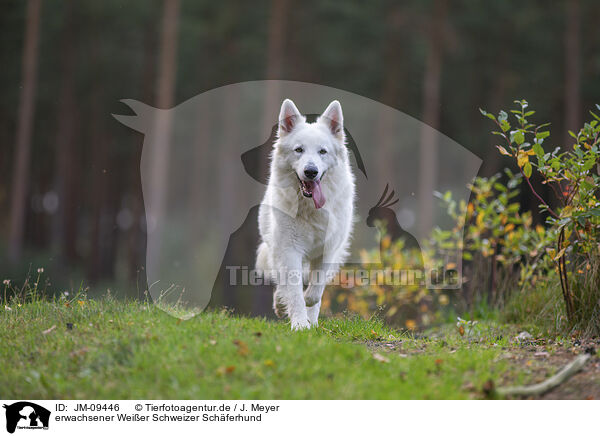 erwachsener Weier Schweizer Schferhund / adult Berger Blanc Suisse / JM-09446