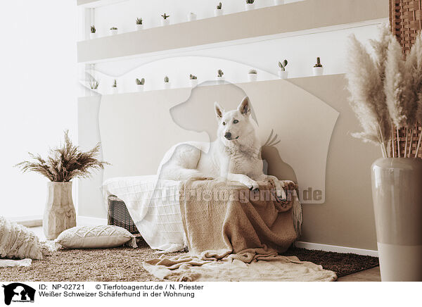 Weier Schweizer Schferhund in der Wohnung / Berger Blanc Suisse in the flat / NP-02721