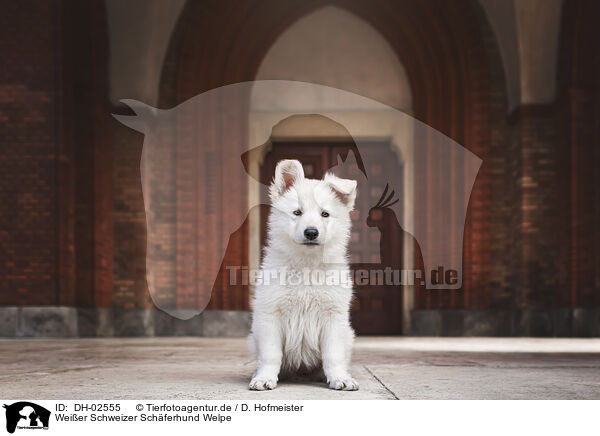 Weier Schweizer Schferhund Welpe / Berger Blanc Suisse Puppy / DH-02555