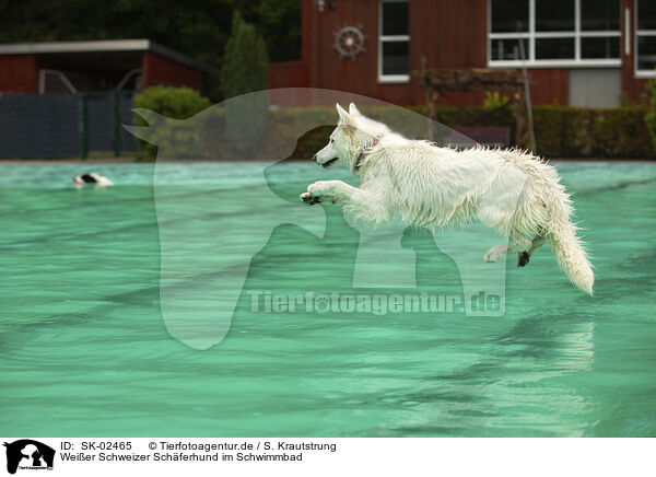 Weier Schweizer Schferhund im Schwimmbad / Berger Blanc Suisse at swimming bath / SK-02465