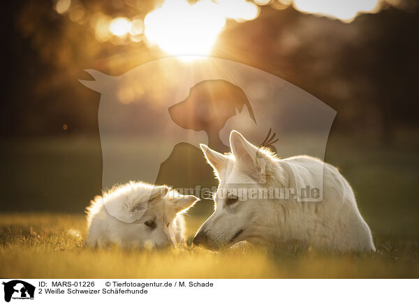 2 Weie Schweizer Schferhunde / 2 Berger Blanc Suisse / MARS-01226